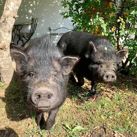 Pensjonat Maison De Mézos
