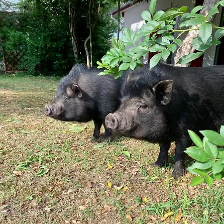 Pensjonat Maison De 4*