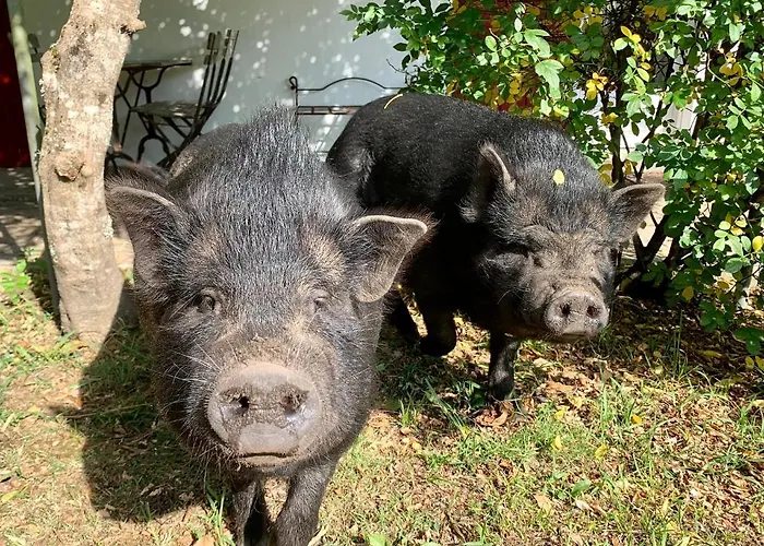 Penzion Maison De Mézos