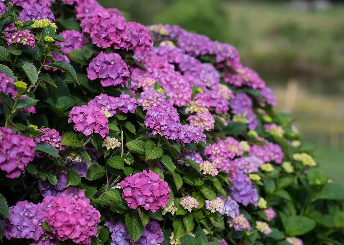 Maison De Penzion Mézos